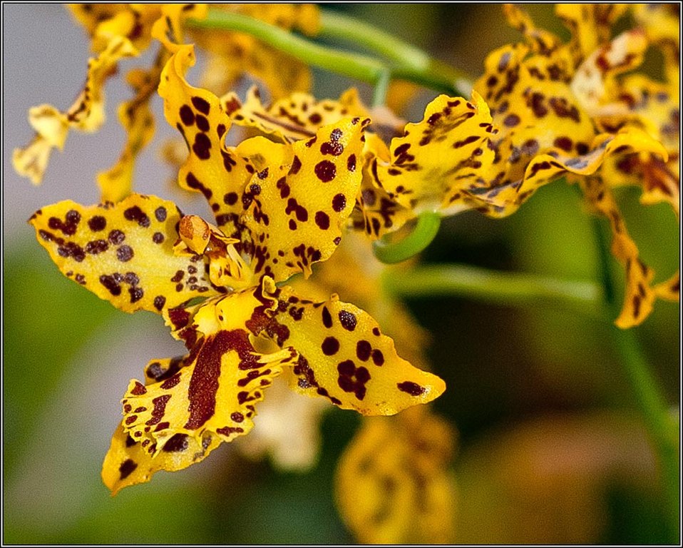 2011-03-08_16-50_DSC4402_Orchids