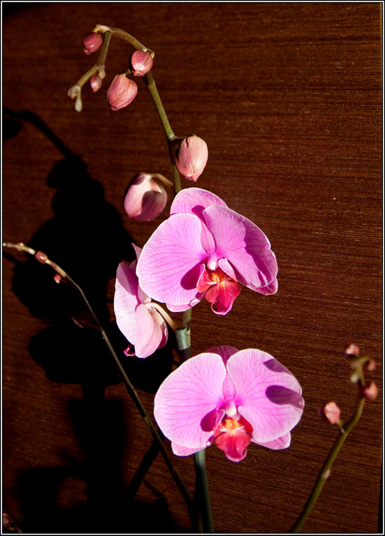2010-03-08_08-53_L3994_Orhids.jp