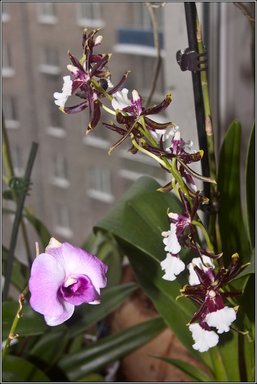 2010-01-08_12-40_L2964_Orchids.j