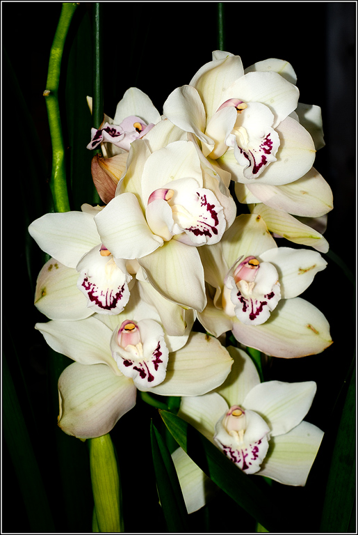 2011-03-08_17-00_DSC4423_Orchids